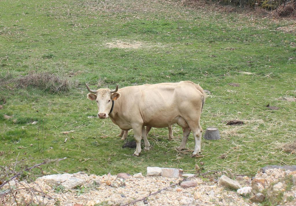 Casa Rural La Calzada El Payo Extérieur photo
